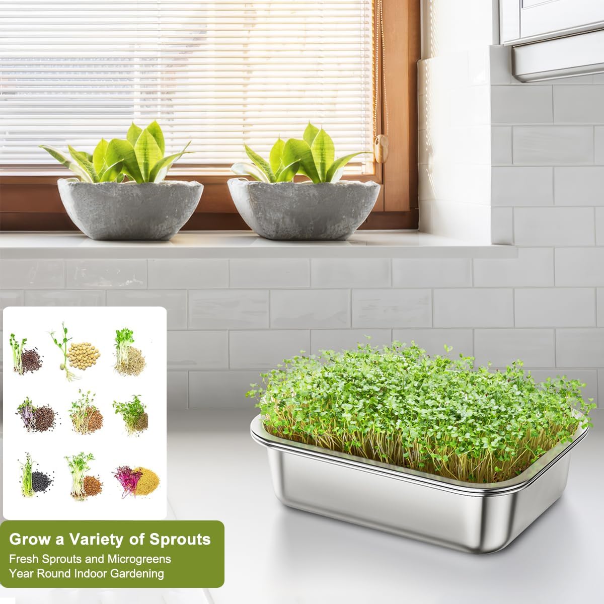 FANHAO 2-Pack Stainless Steel Sprouting Tray - FANHAO